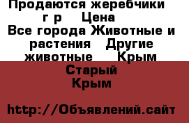 Продаются жеребчики 14,15 16 г.р  › Цена ­ 177 000 - Все города Животные и растения » Другие животные   . Крым,Старый Крым